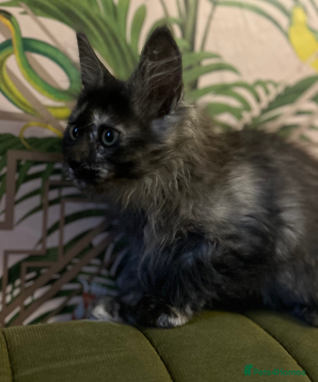 Maine Coon cats for sale: 🔥 TICA Maine coon kittens 🔥  READY NOW 💕💕 - Image 37