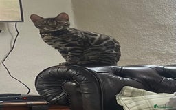 Bengal cats for sale: 2 Beautiful Bengal girls- vet owned  - Image 2