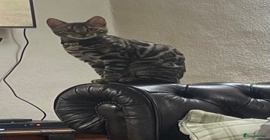 Bengal cats - Advert 10