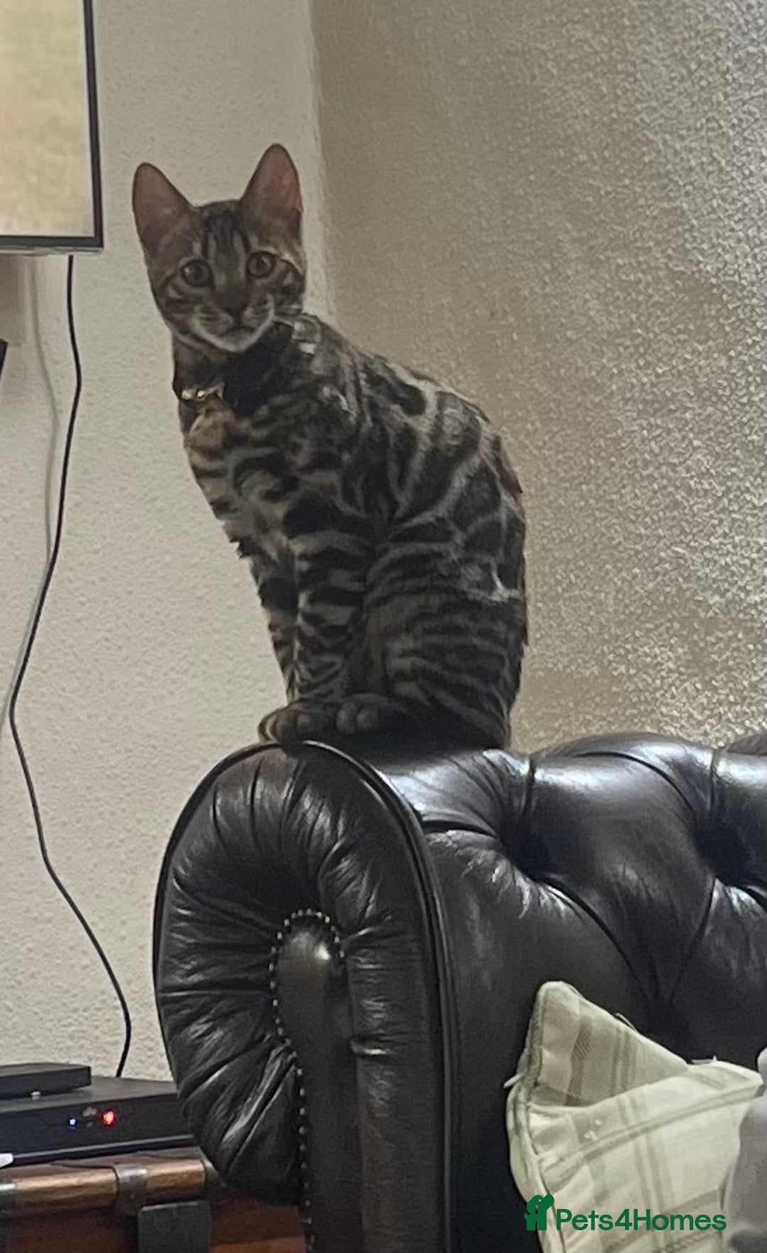 Bengal cats for sale: 2 Beautiful Bengal girls- vet owned  - Image 2