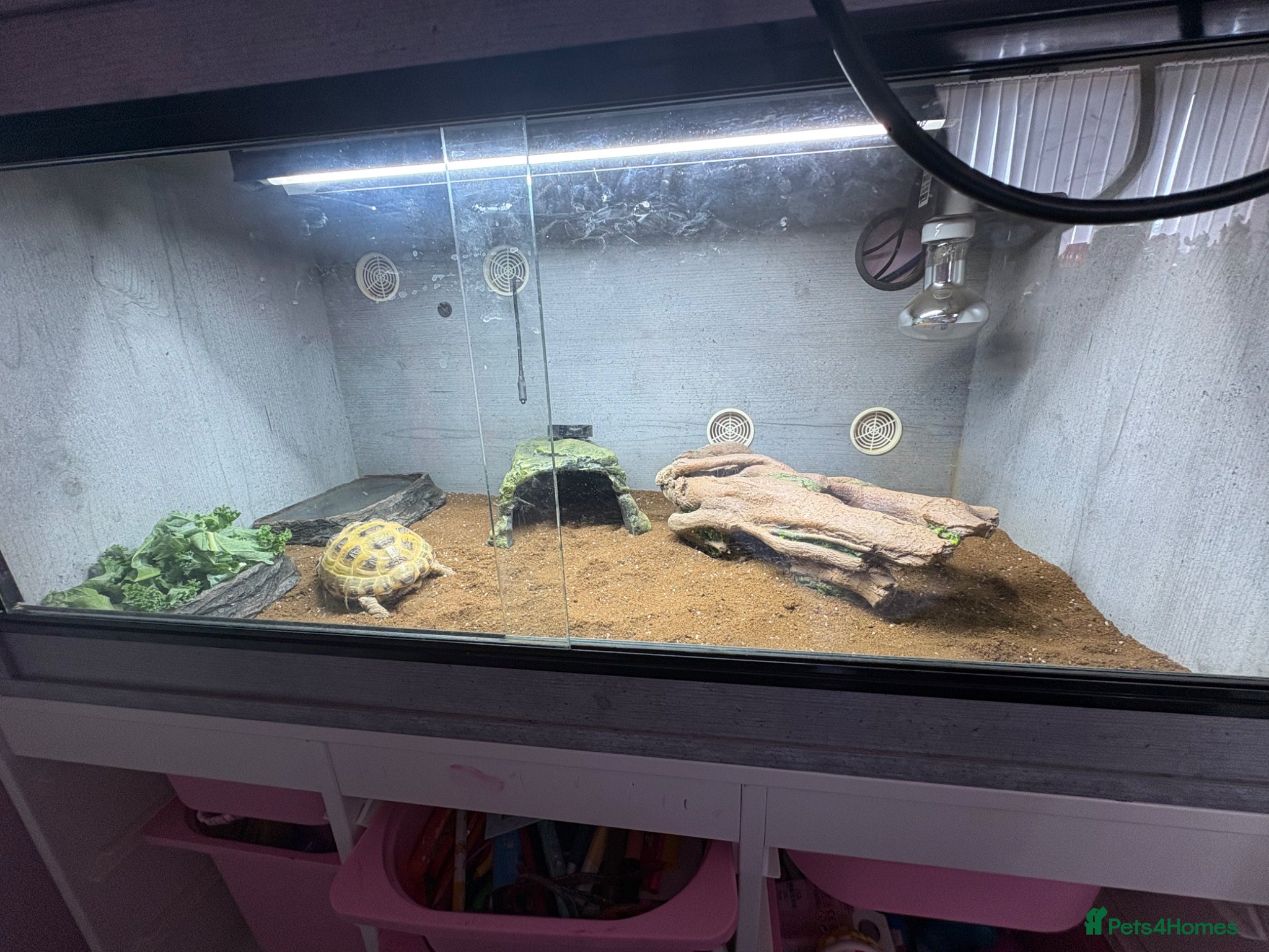 Tortoise reptiles for sale: Horse field tortoise  - Advert 4