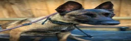 Belgian Shepherd Dog dogs for sale: Delta the dutchie  - Advert 6