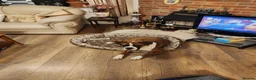 Boxer dogs for sale: Bobtail K C reg - Advert 18