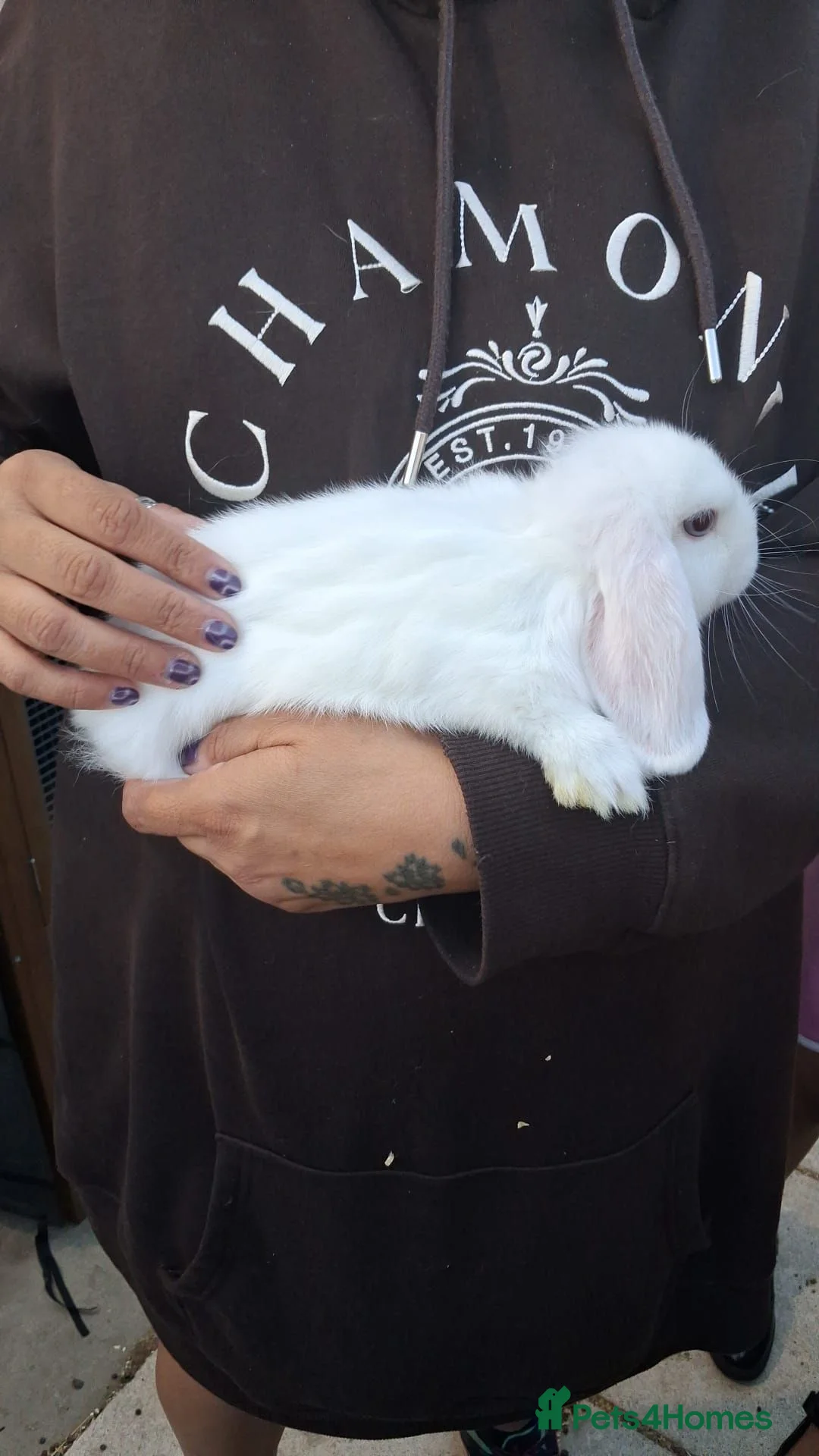 Mini Lop rabbits for sale: Beautiful Pure Breed Mini Lops in Mexborough - Advert 1
