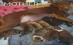Mixed Breed dogs for sale: Lab x staff pups  - Image 5