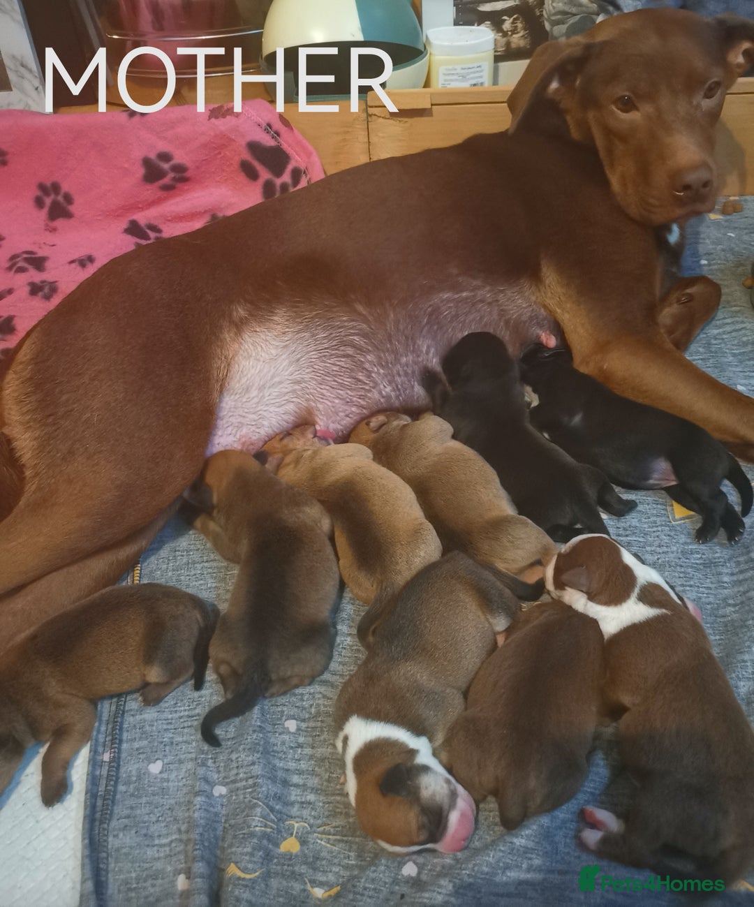 Mixed Breed dogs for sale: Lab x staff pups  - Image 5