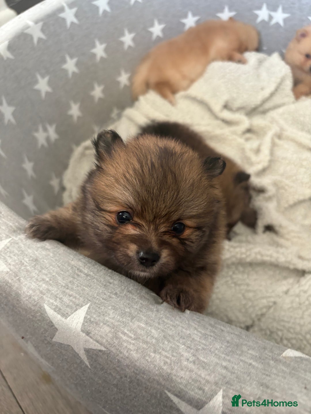 Pomeranian dogs for sale: ** Pomeranian Puppies 🐶🤍🐻🤎 - Image 4