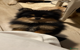 Pomeranian dogs for stud: stunning tiny 1.2kg pom stud boy  - Image 2