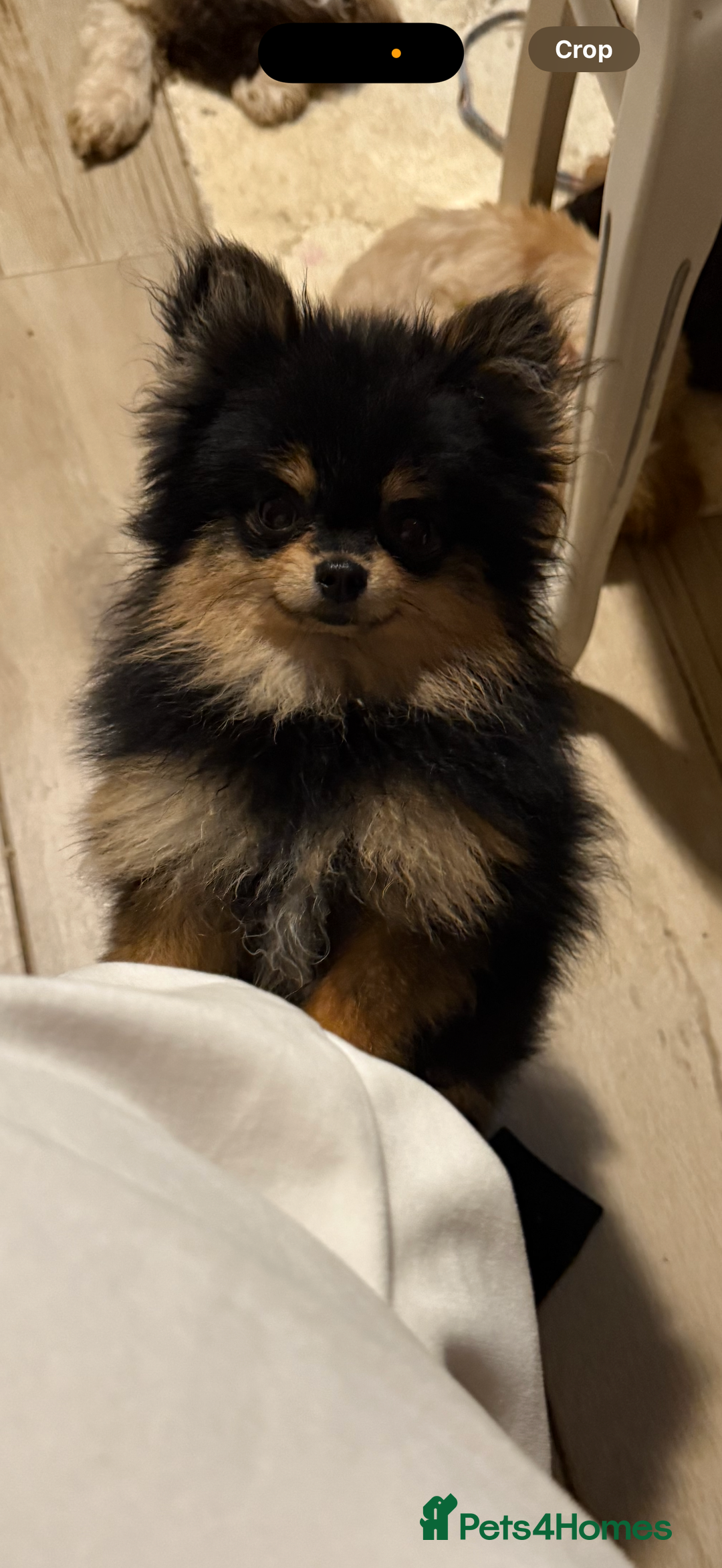 Pomeranian dogs for stud: stunning tiny 1.2kg pom stud boy  - Image 2
