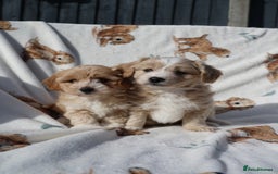 Maltipoo dogs for sale: Beautiful Maltipoo Babies - Image 14
