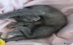 Mixed Breed cats for sale: Silky Grey Male Kitten (4 months old) - Image 3