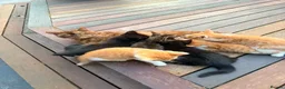 British Shorthair cats for sale: Stunning British Shorthair Kittens Ready Now! - Advert 20