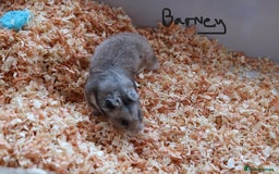 Hamster rodents for sale: Syrian Hamsters - various ages and cage - Image 2