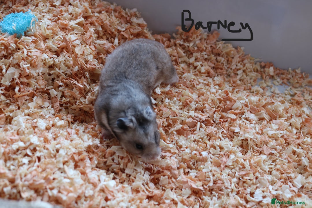 Hamster rodents for sale: Syrian Hamsters - various ages and cage - Image 2