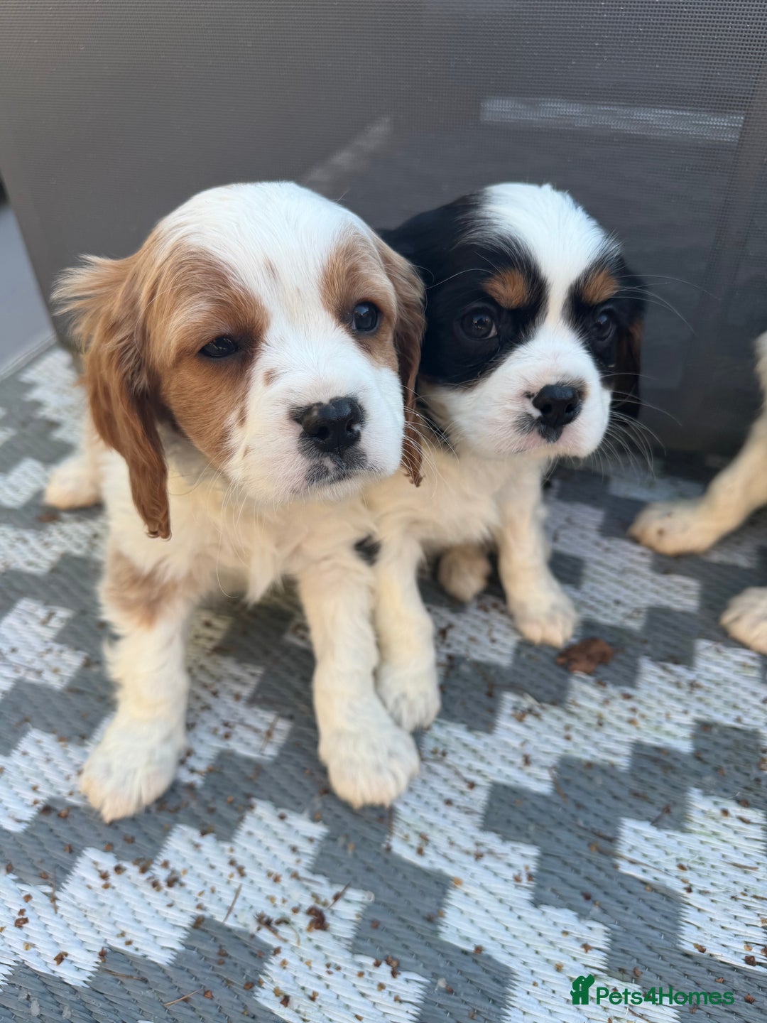 Cavalier King Charles Spaniel dogs for sale: 🐶King Charles Cavalier Puppies✨ STUNNING✨❤️🐶  - Advert 19