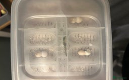 Gecko reptiles for sale: 3 mixed gold dust day geckos & 2 poison dart frogs - Advert 8