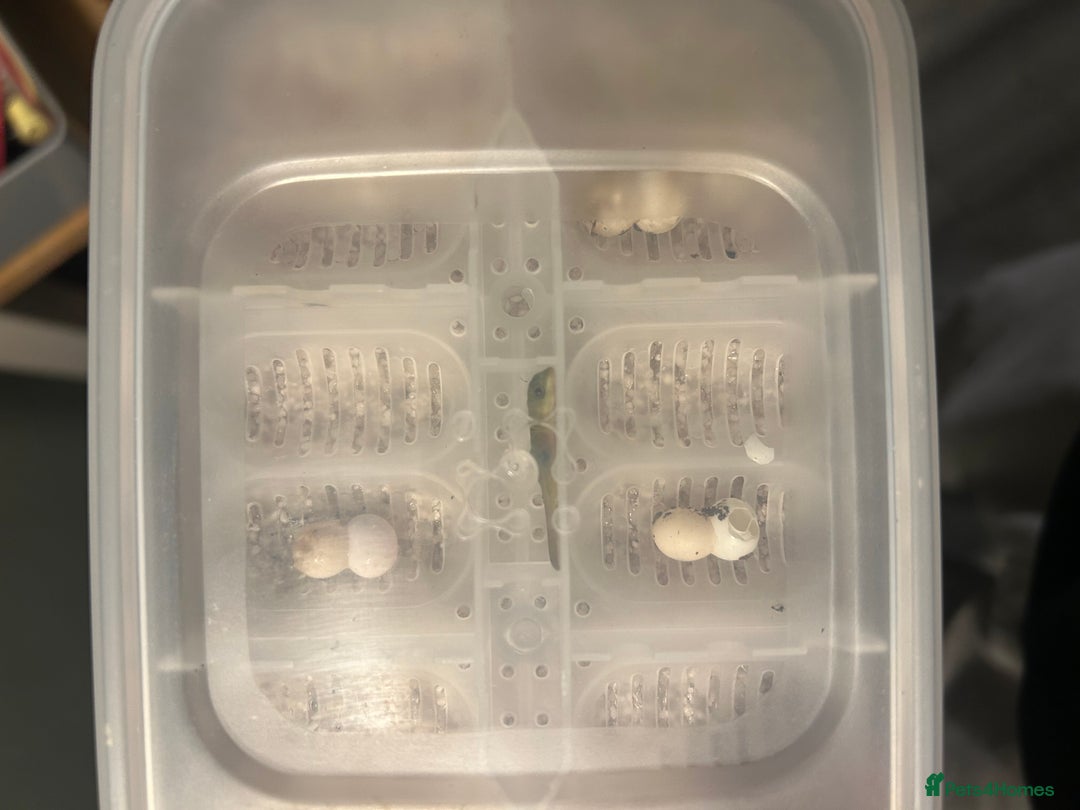 Gecko reptiles for sale: 3 mixed gold dust day geckos & 2 poison dart frogs - Advert 8