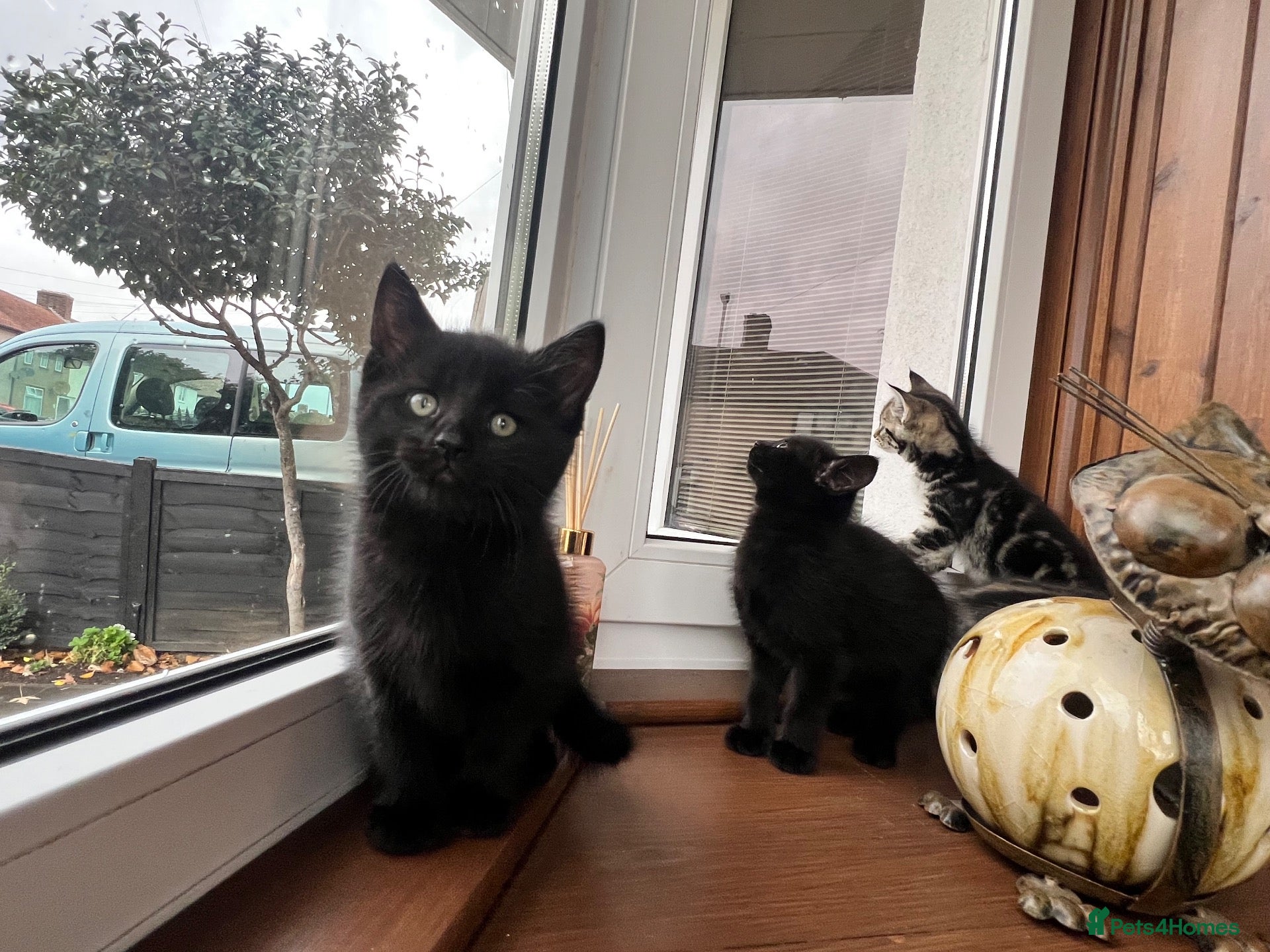 Mixed Breed cats for sale: 4 Beautiful Kittens Looking for Loving Homes!  - Advert 3