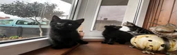 Mixed Breed cats for sale: 4 Beautiful Kittens Looking for Loving Homes!  in Dagenham - Advert 16
