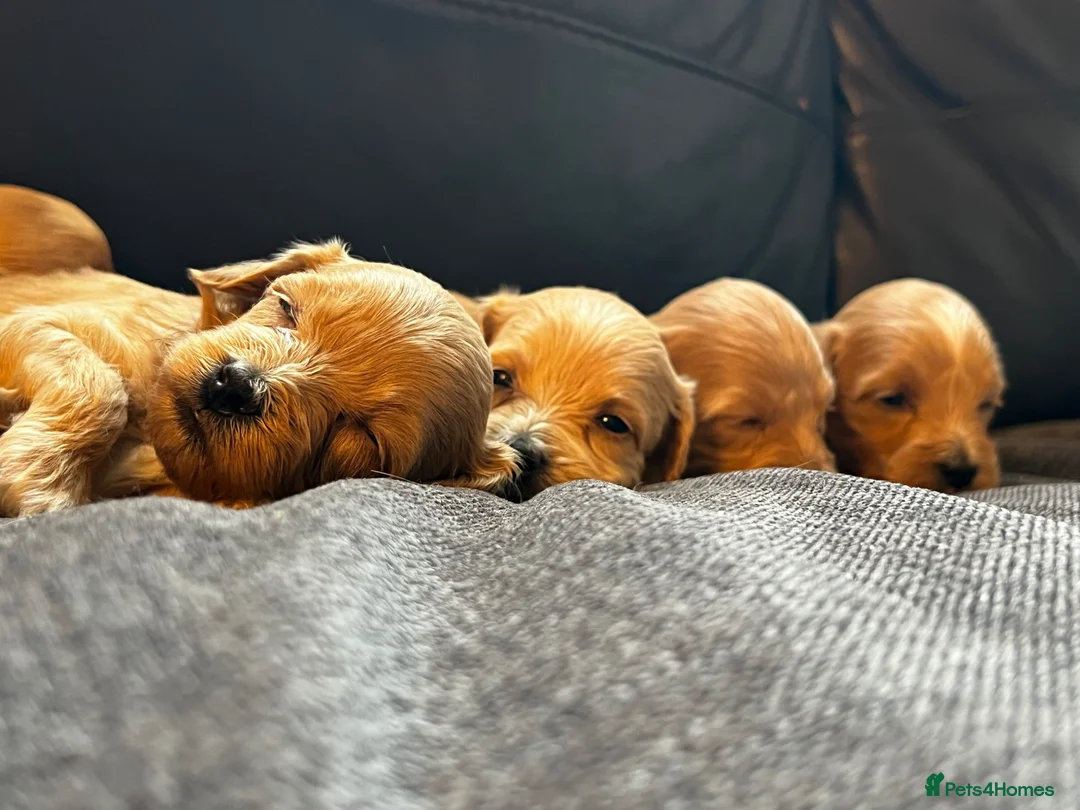 Maltipoo dogs for sale: ❤️🐶 Beautiful maltipoo litter 🐶❤️ in Rainham - Advert 2