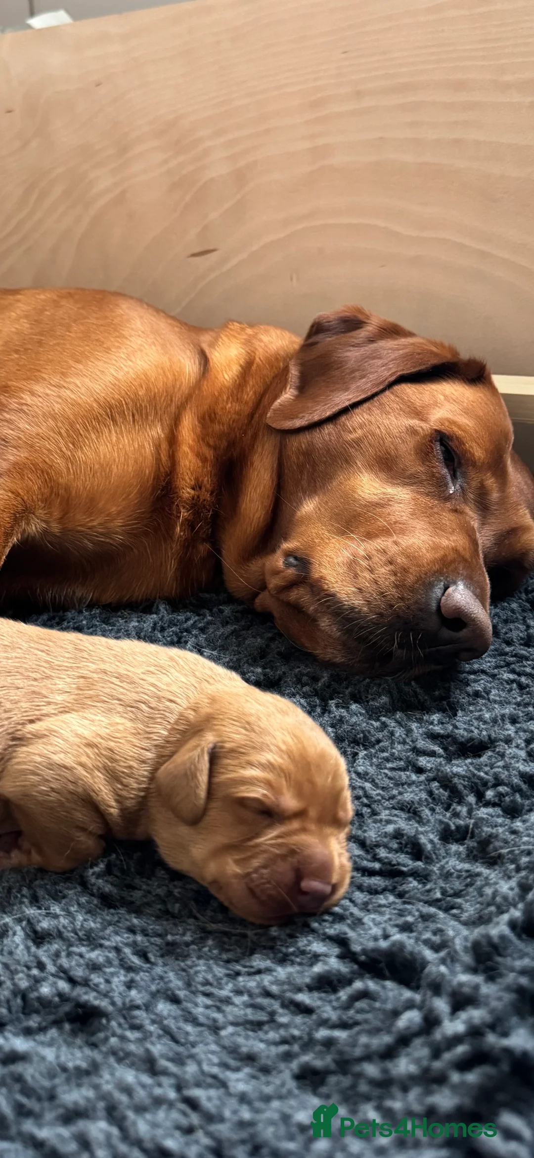Labrador Retriever dogs for sale: KC Registered Fox Red Labrador Puppies  - Advert 7