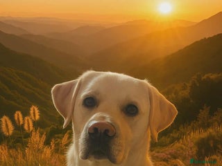 Labrador Retriever dogs in Ayr - Advert 26