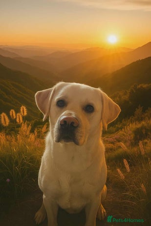 Labrador Retriever dogs in Ayr - Advert 1