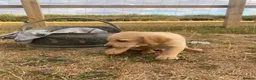 Labrador Retriever dogs for sale: Stunning Labrador Puppies  in Norwich - Advert 4