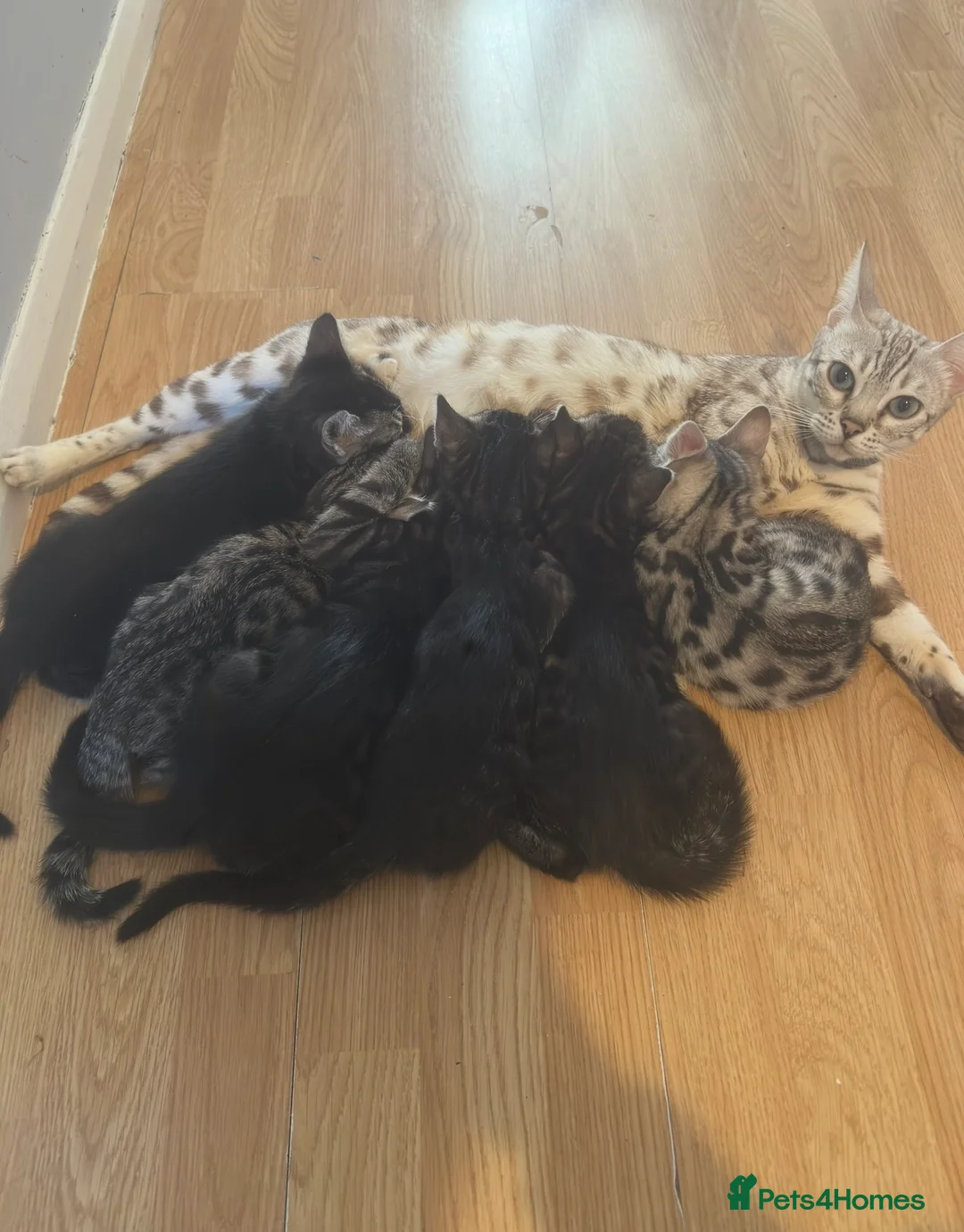 Bengal cats for sale: Stunning Silver & Charcoal Bengal Boys & Girls! - Advert 2