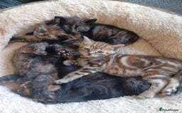Domestic Shorthair cats for sale: Stunning kittens for sale - Image 6