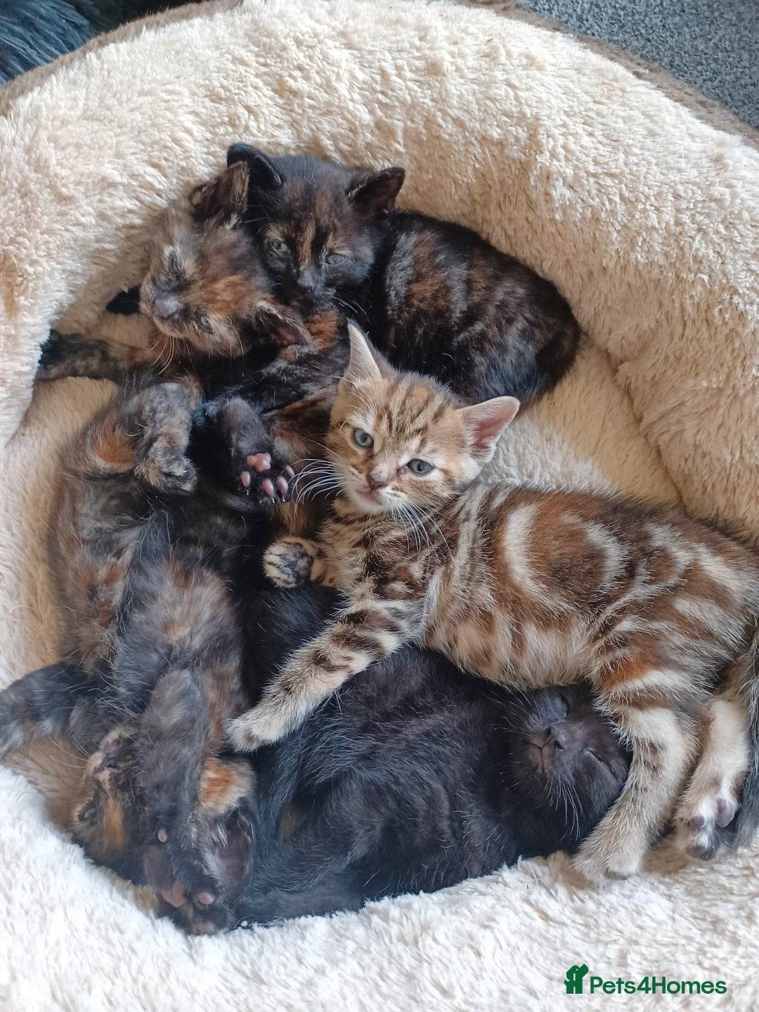 Domestic Shorthair cats for sale: Stunning kittens for sale - Image 6