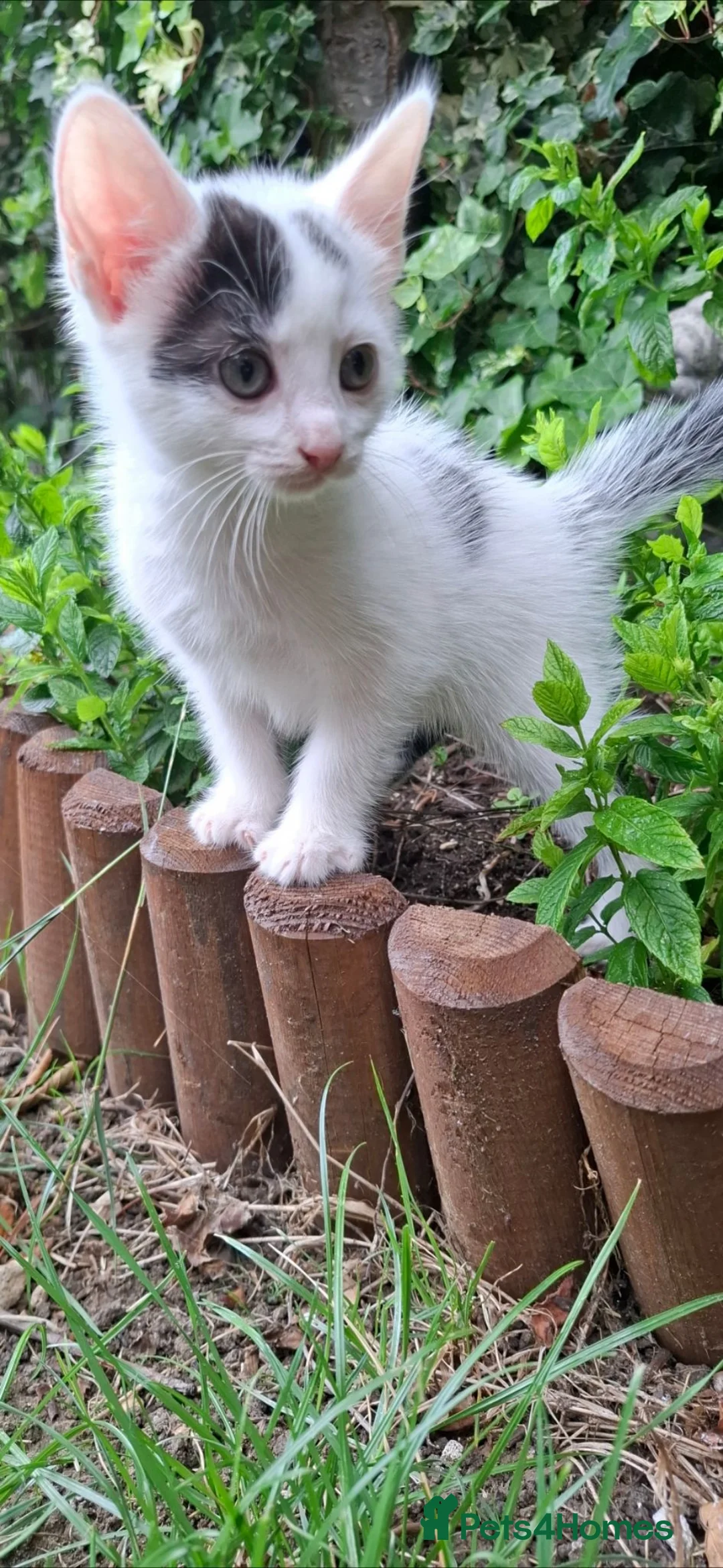 British Shorthair cats for sale: Adorable Kittens Looking for Their  Homes! - Advert 20