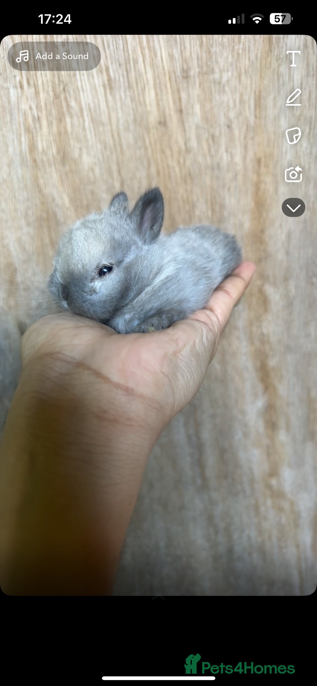 Netherland Dwarf rabbits for sale: Bunnies looking for forever home  - Image 2
