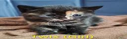 Mixed Breed cats for sale: Kittens for sale! - Advert 4
