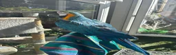 Macaws birds for sale: Blue and gold Macaw in London - Advert 3