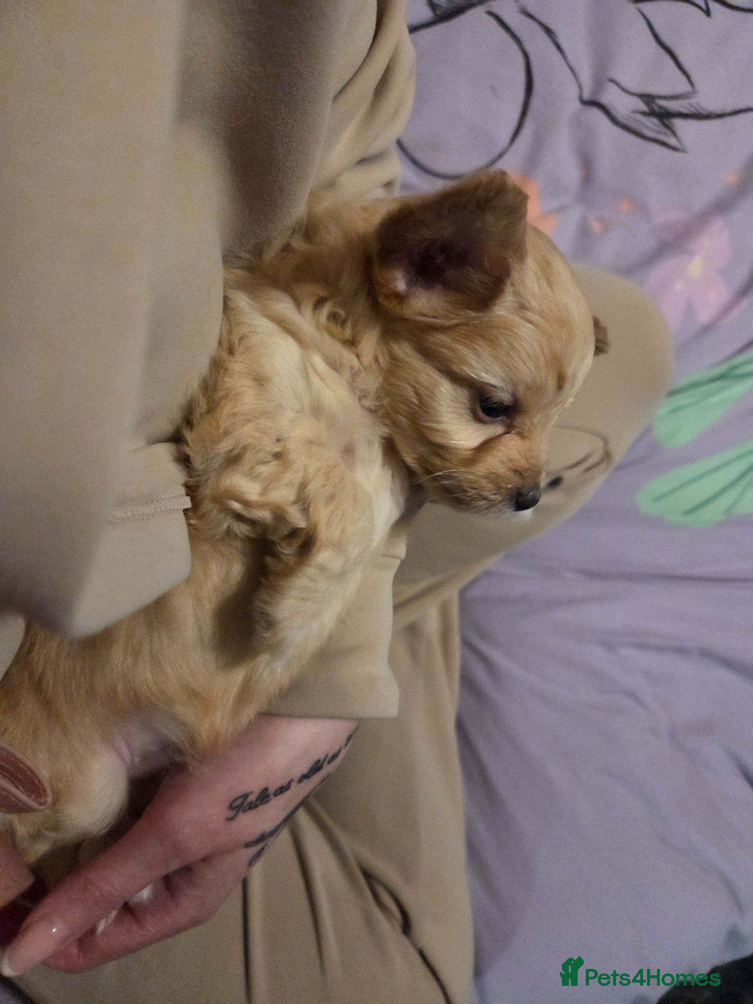 Chipoo dogs for sale:  Chihuahua x miniature poodles  in Leicester - Advert 21