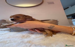 Cockapoo dogs for sale: 🐾 Adorable F2 Cockapoo Puppies! 🐾 - Image 17