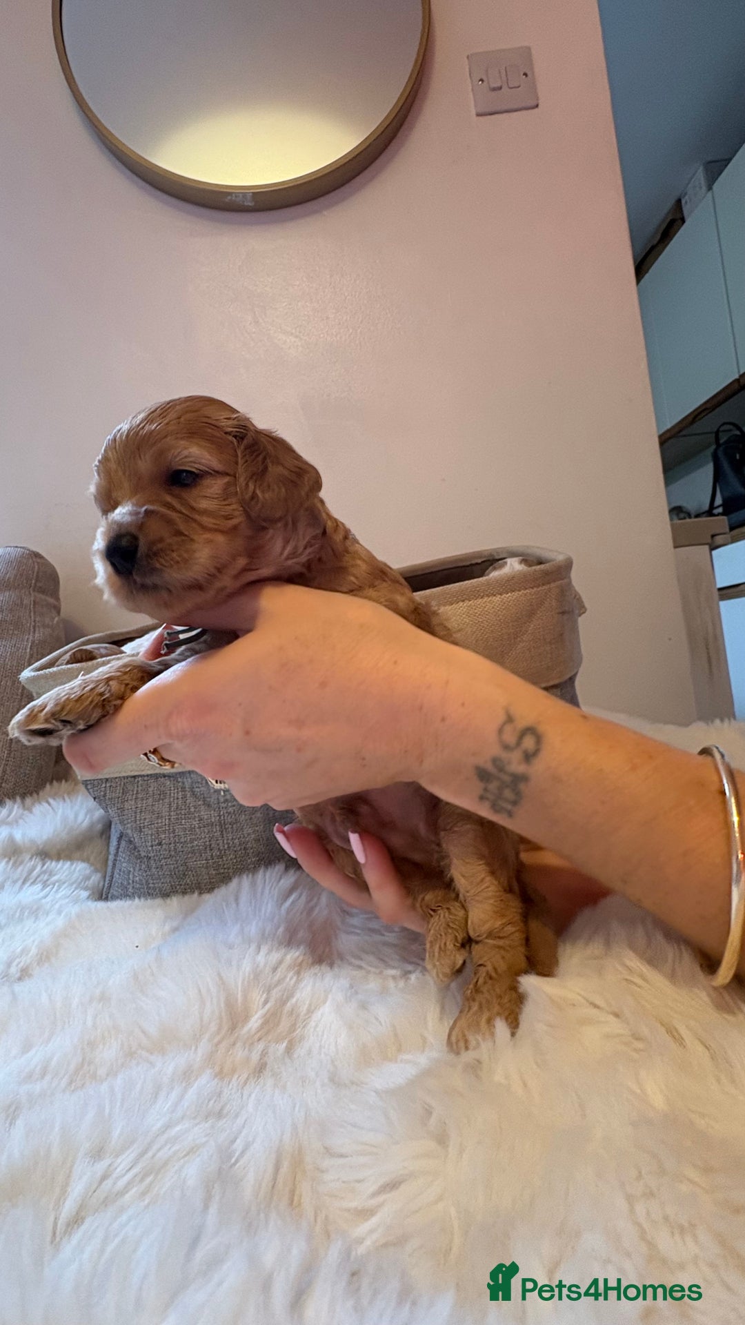 Cockapoo dogs for sale: 🐾 Adorable F2 Cockapoo Puppies! 🐾 - Image 17