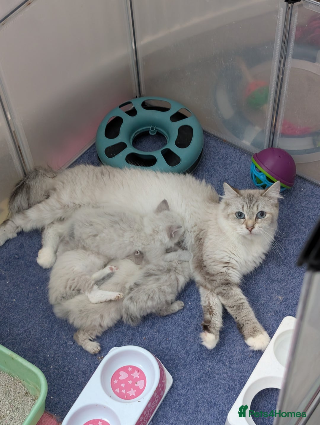 Siberian cats for sale: Kitty Neva Masguerade  - Image 12