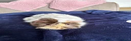 Guinea Pig rodents for sale: Brown blonde and white male guinea pig  - Advert 2