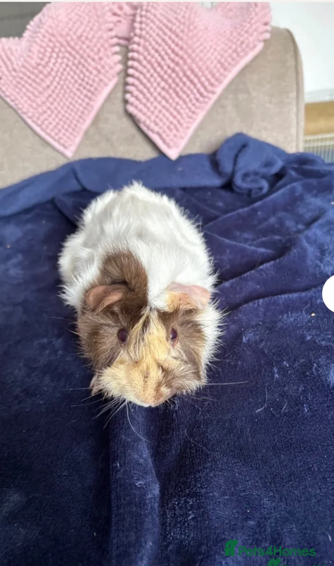 Guinea Pig rodents for sale: Brown blonde and white male guinea pig  - Advert 2
