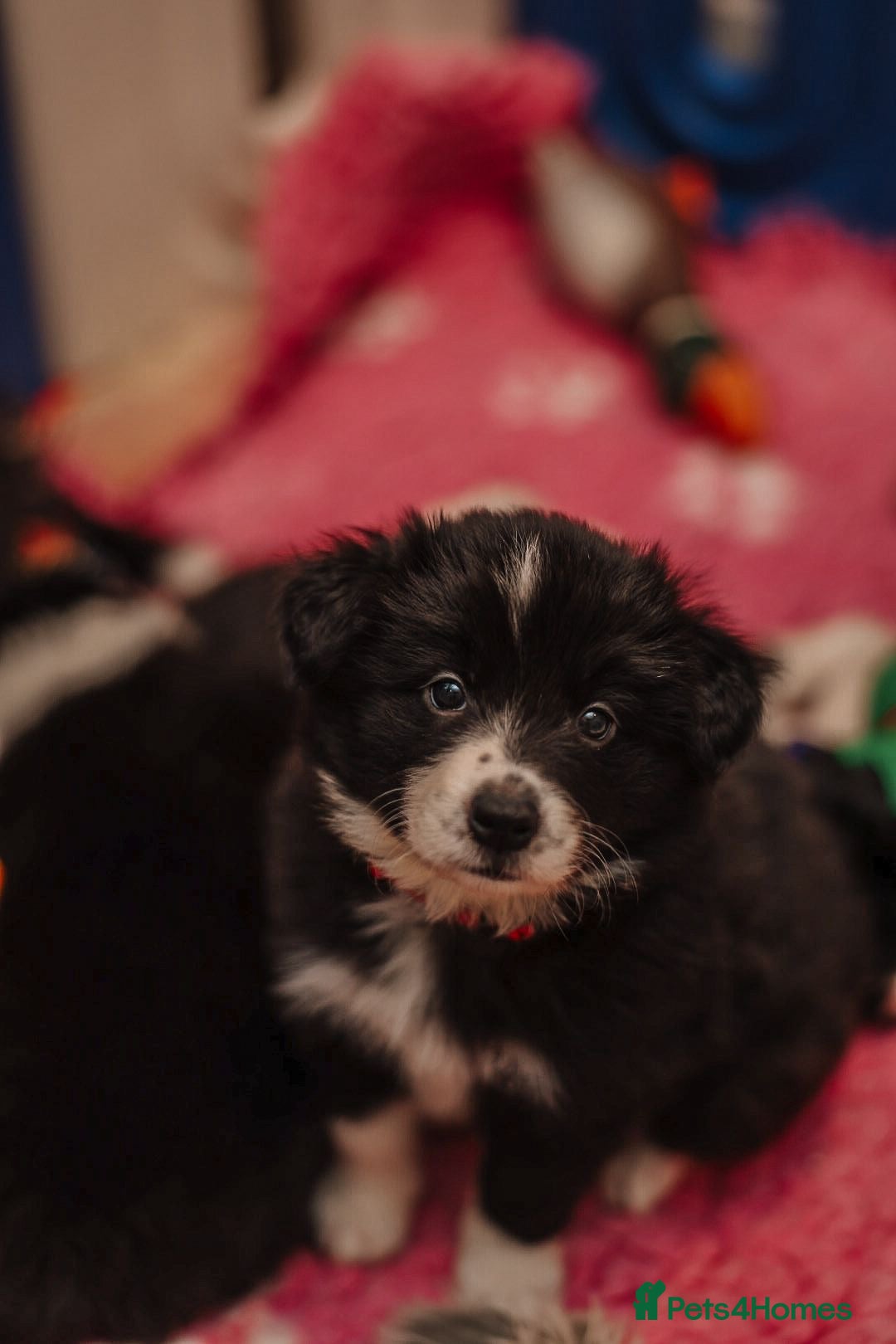 Border Collie dogs for sale: ❗️5⭐️ KC DNA tested champions LAST❗️border collie  - Advert 6