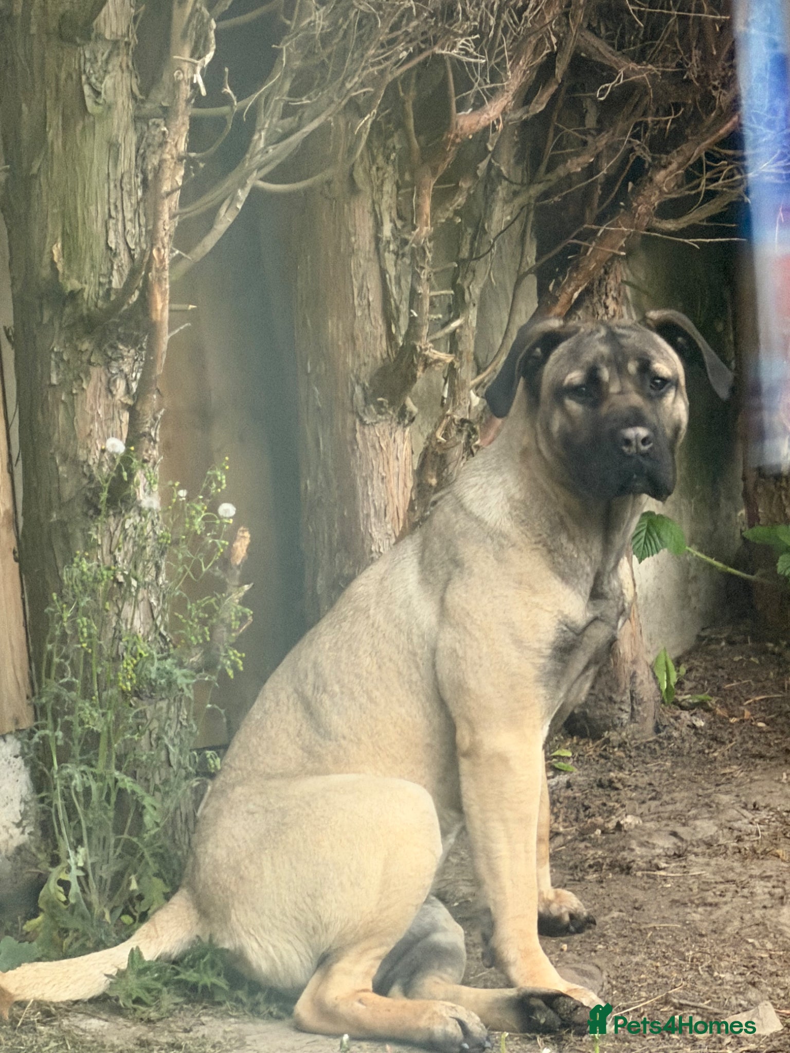 Presa Canario dogs Presa Canario Female  - Advert 1