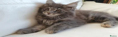 Maine Coon 2