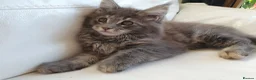 Maine Coon cats for sale: TICA Reg 2 Pure Bread Maine coon kittens - Advert 5