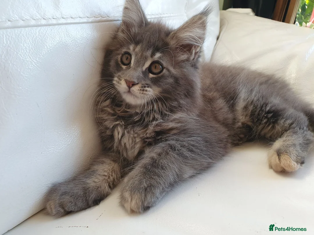 Maine Coon cats for sale: TICA Reg Pure Bread Maine coon kitten - Advert 16