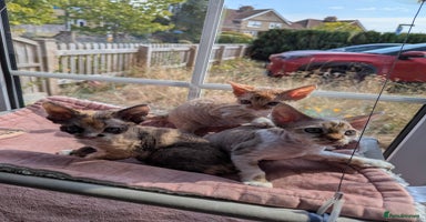 Devon Rex cats - Advert 14