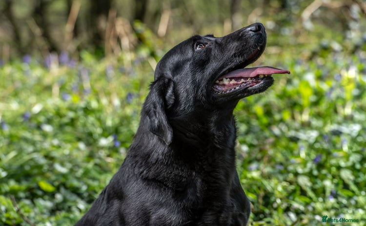 Labrador Retriever dogs - Advert 2