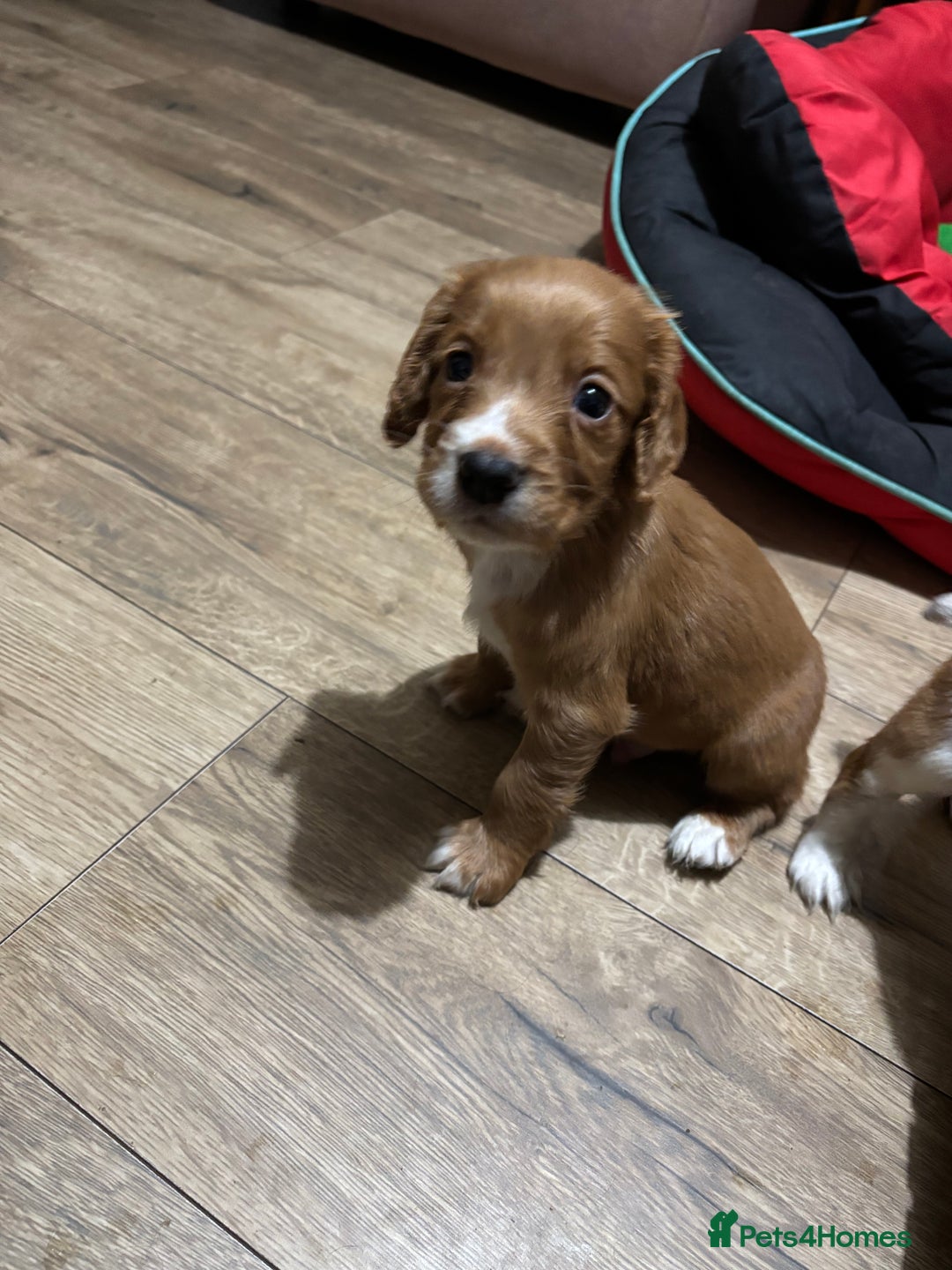 Cocker Spaniel dogs for sale: Working Cocker Spaniel Pups - Advert 3