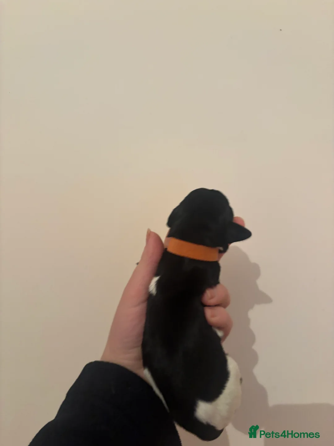 German Wirehaired Pointer dogs for sale: Stunning German wire hairs pointers  - Advert 15